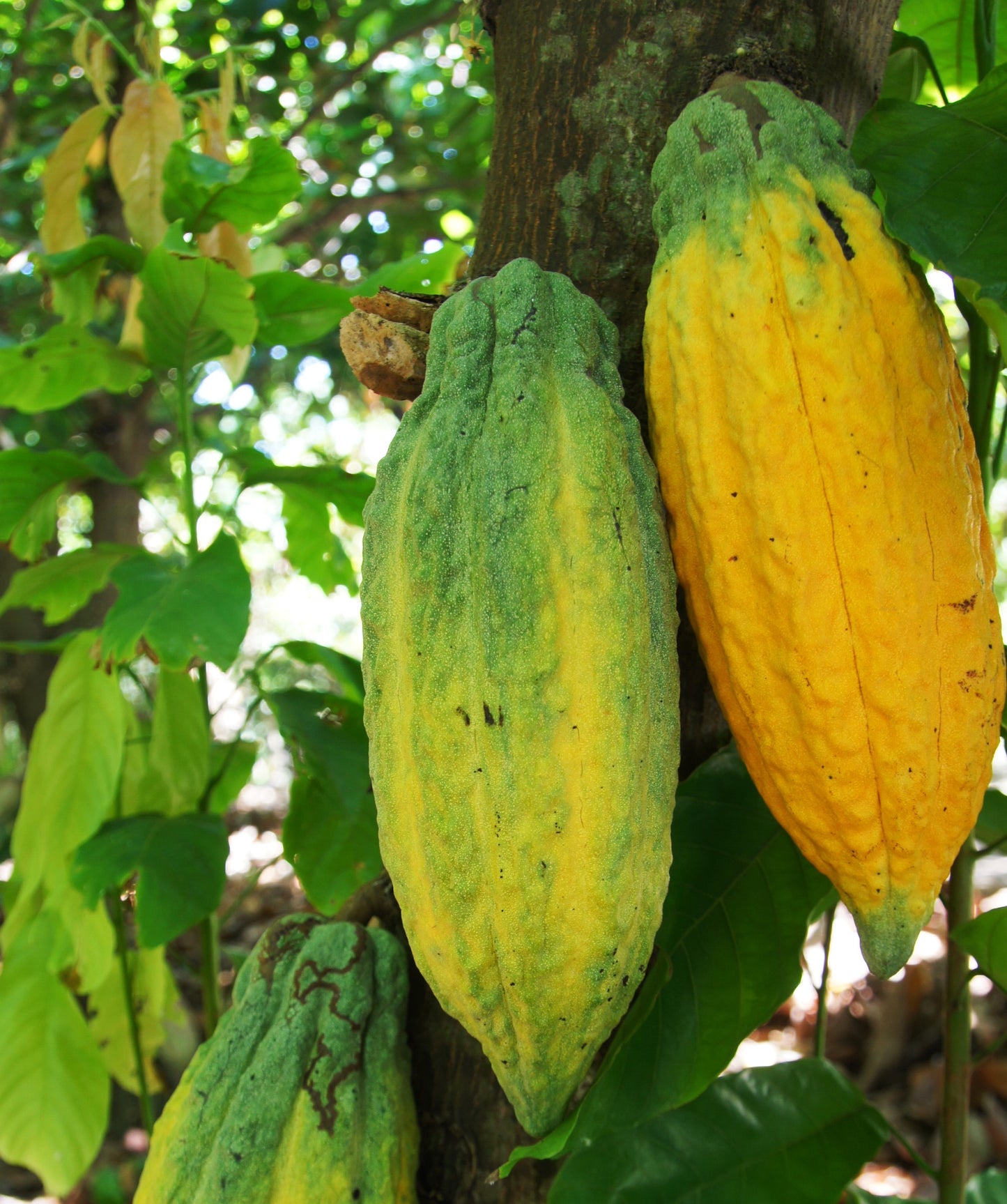 Šokolaadimass Venezuela Tucani 100% (1kg)