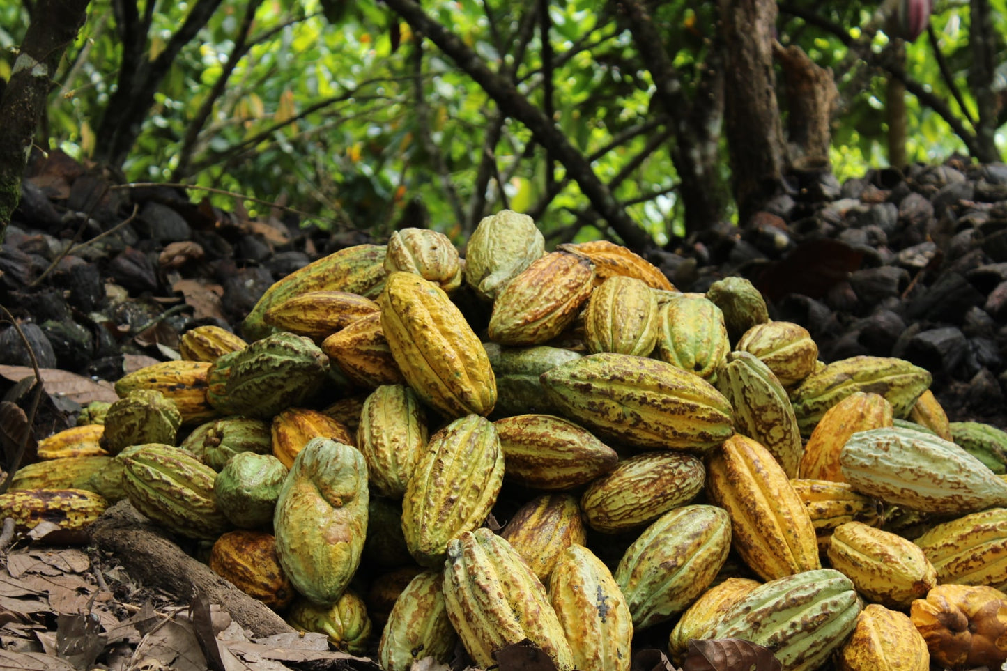 Šokolaadimass Nicaragua O'Payo 100% 1kg