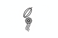 Honesty and authenticity of flavor